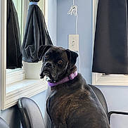 Oakley joined the competition — help win amazing prizes! dog, black_dog, pet, portrait, sitting, office_chair, window, curtains, indoor, home, room, purple_collar, short_hair, brown_eyes, looking_at_camera, serious_expression, animal, canine, furniture, daylight