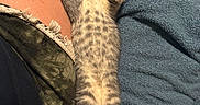 Ziggy is registered to the contest to win money with this photo: animal, blanket, cat, cozy, cute, domestic_animal, fur, human_leg, indoor, kitten, nap, paw, pet, relaxing, resting, sleeping, small, striped, tabby, whiskers