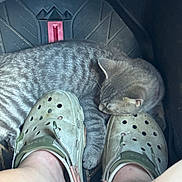 Ziggy is registered to the contest to win money with this photo: animal, car_floor_mat, casual, cat, close_up, cozy, crocs, footwear, fur, gray_tabby, human_feet, indoor, paws, pet, quiet, relaxation, resting, shoes, sleeping, tattoo