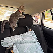 Ziggy joined the competition — help win amazing prizes! cat, kitten, car_interior, backseat, window, towel, tools, seat, collar, gray_cat, curious, pet, vehicle, travel, indoor, furniture, headrest, daylight, domestic_animal, young_cat