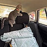 cat, kitten, car_interior, backseat, window, towel, tools, seat, collar, gray_cat, curious, pet, vehicle, travel, indoor, furniture, headrest, daylight, domestic_animal, young_cat