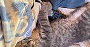 Ziggy is registered to the contest to win money with this photo: cat, gray_tabby, sleeping, remote_control, blanket, person, leg, shorts, tattoo, cozy, indoor, resting, soft_textures, feline, pet, nap, comfort, closeup, striped_cat, relaxation