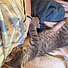 cat, gray_tabby, sleeping, remote_control, blanket, person, leg, shorts, tattoo, cozy, indoor, resting, soft_textures, feline, pet, nap, comfort, closeup, striped_cat, relaxation