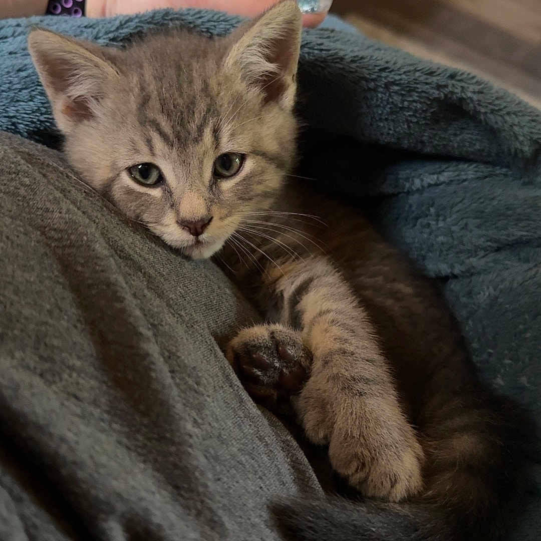 Ziggy