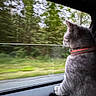 Ziggy joined the competition — help win amazing prizes! animal, car_interior, cat, collar, curious, daytime, domestic_cat, feline, gray_cat, greenery, looking_out_window, motion_blur, nature, pet, road, road_trip, side_view, travel, vehicle, window