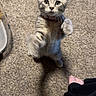 kitten, cat, gray_tabby, carpet, paw, playful, pet, young_animal, indoor, feline, cute, reaching, person, hand, black_sleeve, domestic_animal, animal, fur, whiskers, small