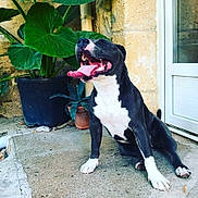 Olie a rejoint le concours — aidez-le/la à gagner de superbes lots ! dog, black_and_white, tongue_out, happy, sitting, outdoor, plant, potted_plant, concrete, stone_wall, door, pet, canine, animal, smiling, sunlight, relaxed, nature, mouth_open, joyful
