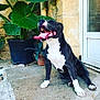 dog, black_and_white, tongue_out, happy, sitting, outdoor, plant, potted_plant, concrete, stone_wall, door, pet, canine, animal, smiling, sunlight, relaxed, nature, mouth_open, joyful