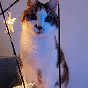 Clovis participe au concours pour gagner de l'argent avec cette photo : cat, animal, pet, fairy_lights, stars, glowing, indoor, curious, white_fur, tabby, sitting, close_up, soft_light, decorative_lights, cozy, feline, cute, whiskers, ears, tail
