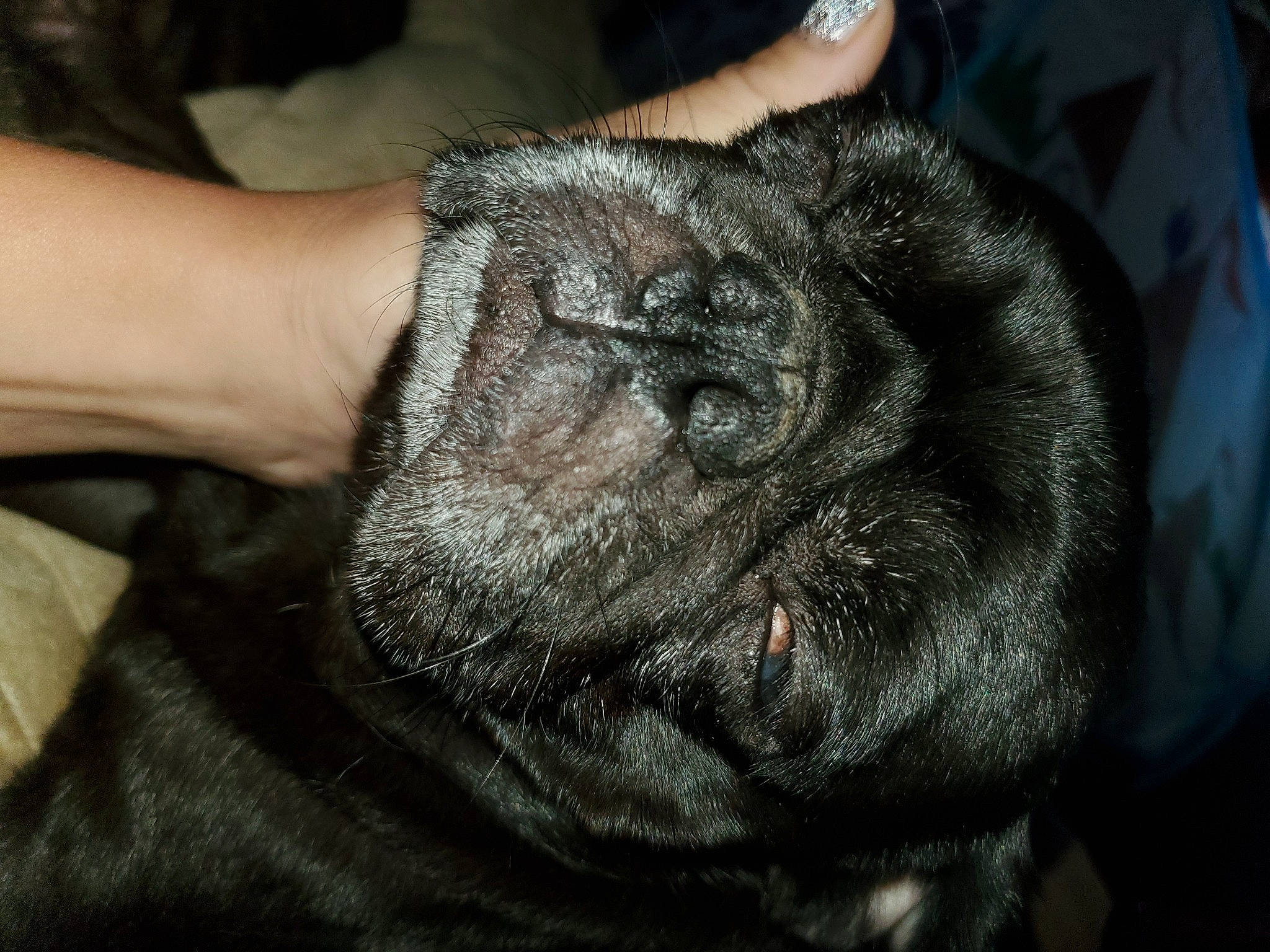 Duke is registered to the contest to win money with this photo: canidae, carnivore, cat, claw, comfort, companion_dog, dog_breed, domestic_short_haired_cat, ear, fawn, felidae, fur, gesture, nail, small_to_medium_sized_cats, snout, sporting_group, terrestrial_animal, whiskers, wrinkle