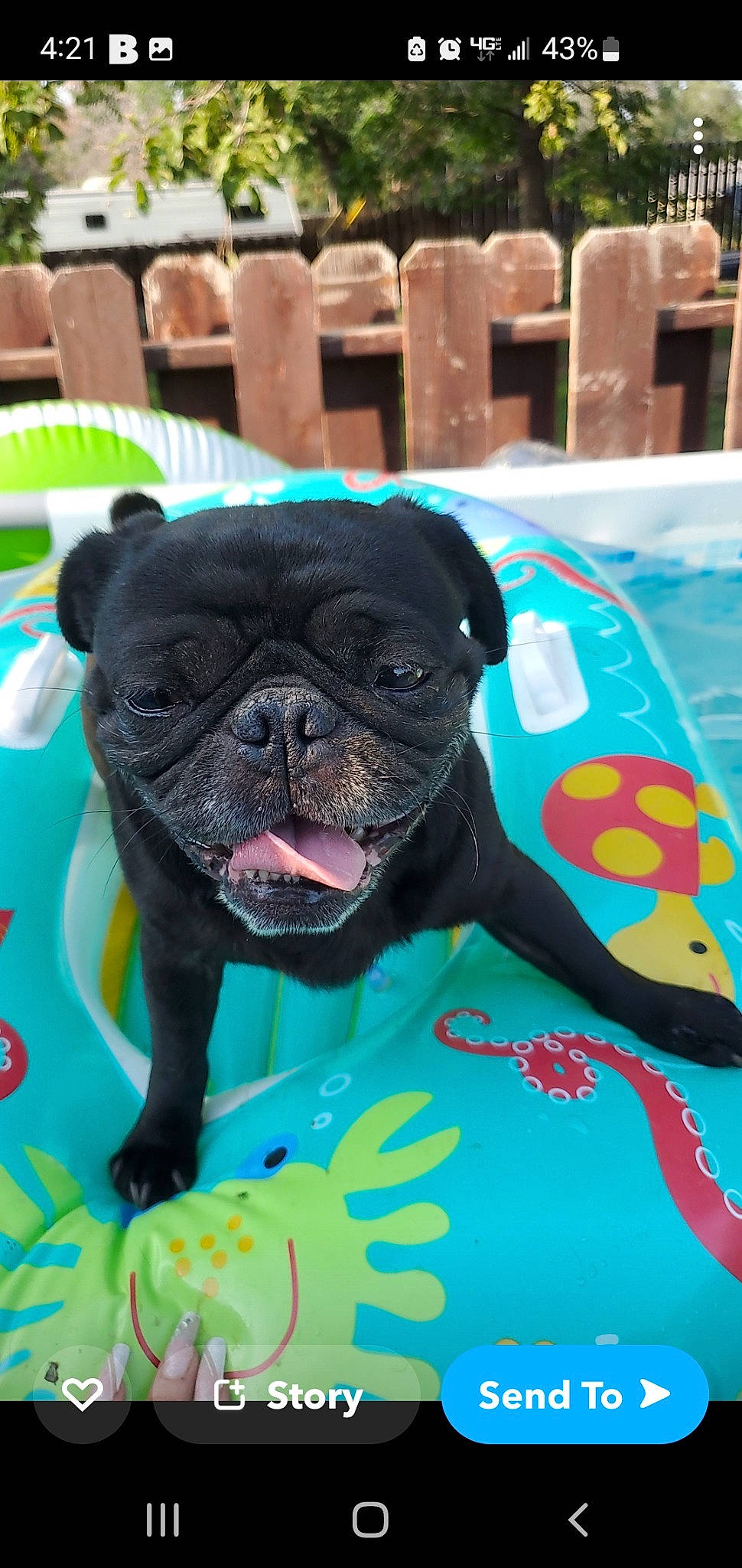 Duke joined the competition — help win amazing prizes! bulldog, canidae, carnivore, chair, companion_dog, dessert, dog, dog_breed, fawn, grass, green, non_sporting_group, pug, puppy, snout, sporting_group, toy_dog, water, working_animal, wrinkle