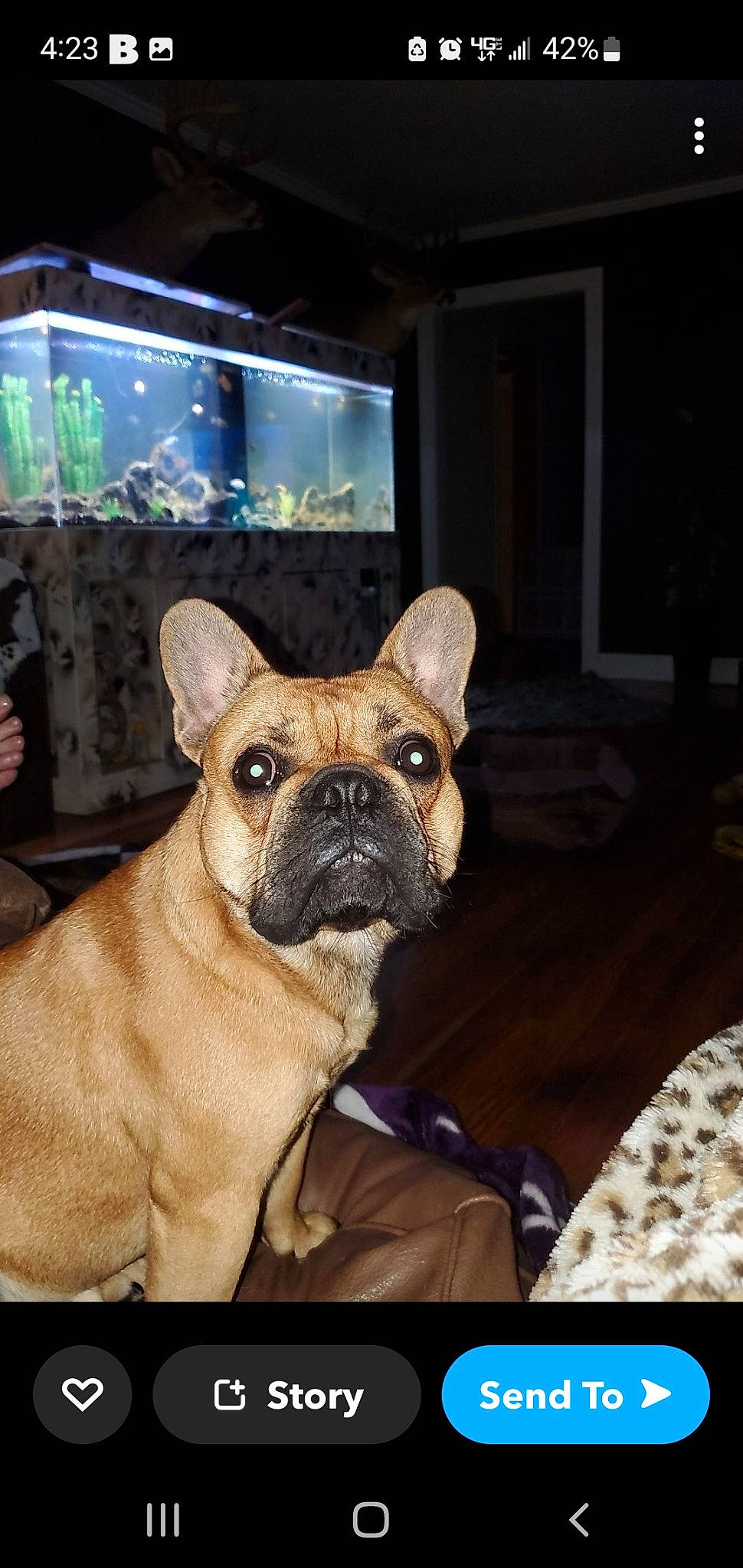 Smith is registered to the contest to win money with this photo: bulldog, canidae, carnivore, comfort, companion_dog, dog, dog_breed, fawn, flooring, french_bulldog, guard_dog, molosser, pug, snout, sporting_group, terrestrial_animal, toy_dog, whiskers, working_animal, wrinkle