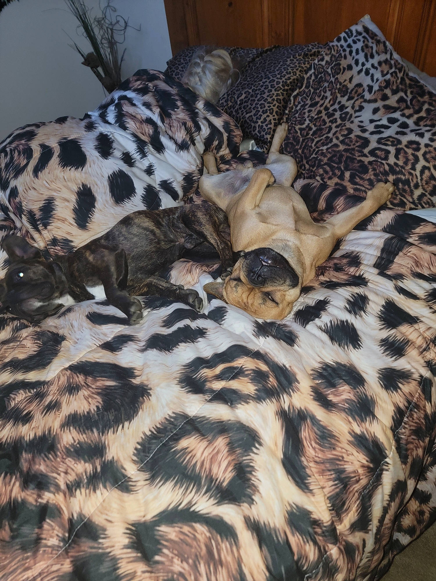 Smith is registered to the contest to win money with this photo: bed_sheet, bedding, carnivore, comfort, companion_dog, dog, dog_breed, dog_supply, fawn, felidae, fur, linens, pattern, room, snout, sporting_group, terrestrial_animal, whiskers, wildlife, working_animal