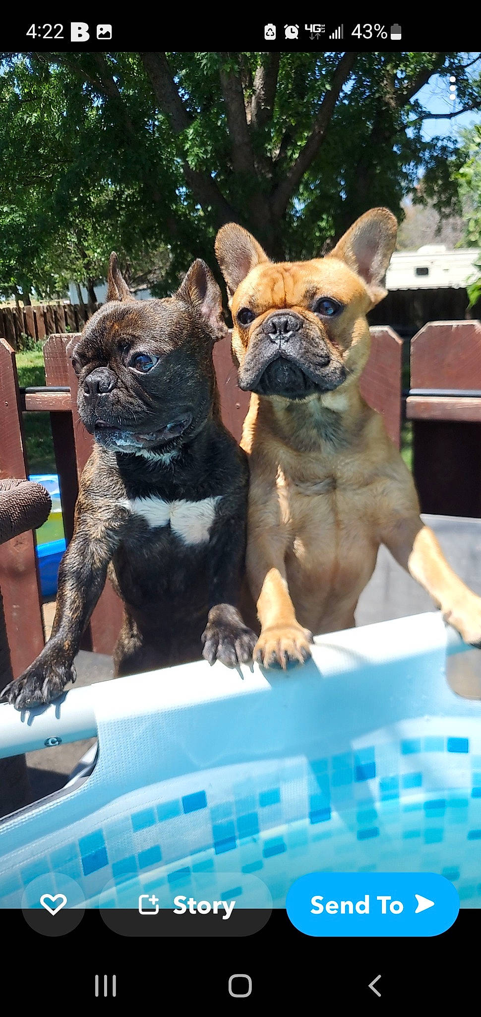 Smith joined the competition — help win amazing prizes! blue, canidae, carnivore, chair, collar, companion_dog, dog, dog_breed, dog_collar, fawn, hood, mammal, plant, snout, sporting_group, toy_dog, tree, vertebrate, water, working_animal