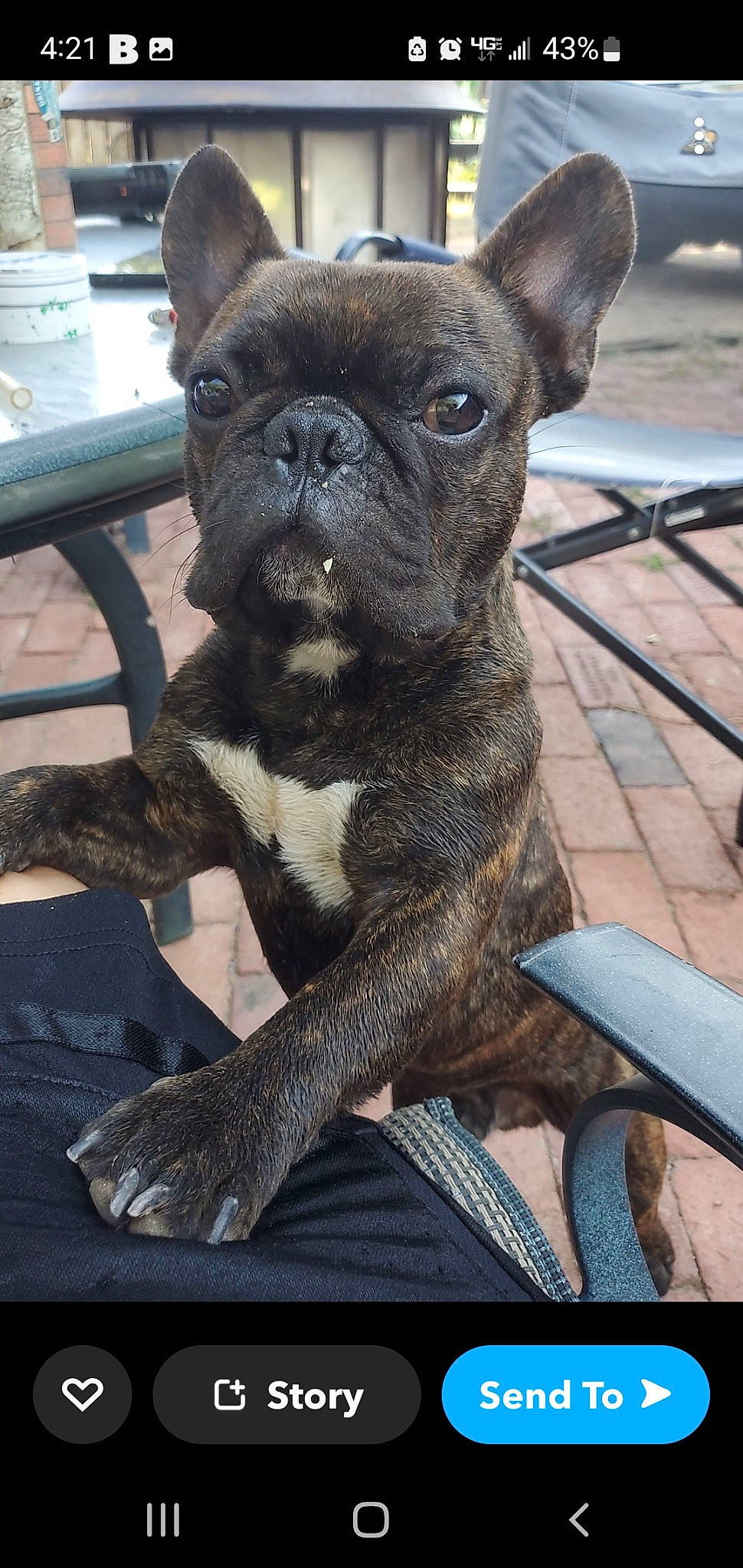 Wesson is registered to the contest to win money with this photo: bulldog, canidae, carnivore, collar, companion_dog, dog, dog_breed, dog_collar, ear, fawn, french_bulldog, molosser, non_sporting_group, snout, sporting_group, terrestrial_animal, toy_dog, whiskers, working_animal, wrinkle