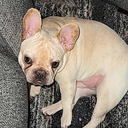 Rocky Apollo joined the competition — help win amazing prizes! animal, canine, carpet, companion, couch, cute, dog, domestic_animal, ears, floor, french_bulldog, fur, household, indoor, looking_up, mammal, paw, pet, relaxed, resting