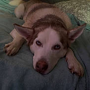 Millie Mae joined the competition — help win amazing prizes! dog, husky, pet, animal, lying_down, bed, blanket, bedroom, indoor, portrait, face, eyes, ears, nose, fur, brown_and_white, sleepy, cute, relaxed, wood_paneling