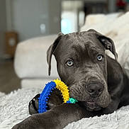 Valentine is registered to the contest to win money with this photo: dog, puppy, gray_dog, blue_eyes, toy, chew_toy, indoor, blanket, fluffy, pet, animal, cute, relaxed, lying_down, close_up, fur, snout, paw, playful, home