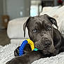 dog, puppy, gray_dog, blue_eyes, toy, chew_toy, indoor, blanket, fluffy, pet, animal, cute, relaxed, lying_down, close_up, fur, snout, paw, playful, home