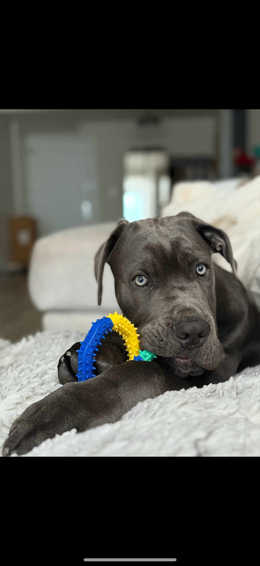 Valentine is registered to the contest to win money with this photo: dog, puppy, gray_dog, blue_eyes, toy, chew_toy, indoor, blanket, fluffy, pet, animal, cute, relaxed, lying_down, close_up, fur, snout, paw, playful, home