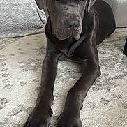 Valentine joined the competition — help win amazing prizes! animal, calm, canine, carpet, couch, dog, domestic_animal, ears, floor, furniture, gray_dog, home, indoor, laying_down, mammal, paws, pet, relaxed, resting, snout
