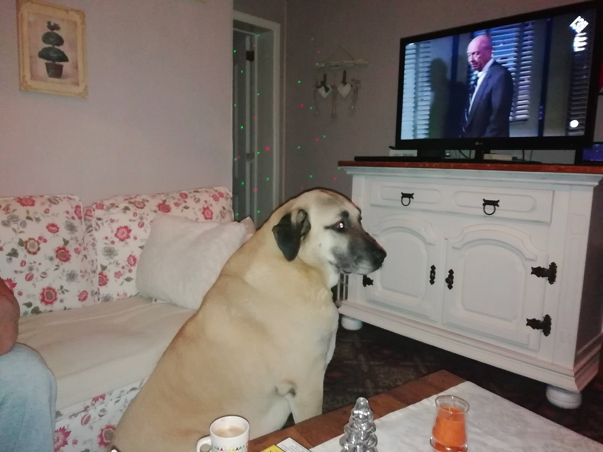 Kenzo participe au concours pour gagner de l'argent avec cette photo : carnivoran, companion_dog, dog, dog_breed, dog_breed_group, dog_like_mammal, floor, labrador_retriever, mammal, person, pug, puppy, snout, sporting_group