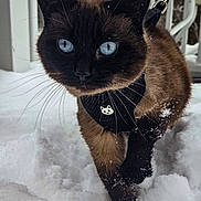Lady is registered to the contest to win money with this photo: cat, siamese_cat, snow, outdoor, pet, animal, blue_eyes, harvest, winter, leash, harness, walking, fur, whiskers, nature, cold, snowy, close_up, cute, curious
