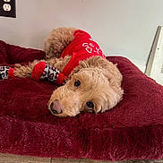 Mocha joined the competition — help win amazing prizes! adorable, animal, companion, cozy, cute, dog, furry, home, indoor, looking_up, lying_down, maroon, pet, plush_bed, puppy, red_sweater, resting, small_dog, socks, wooden_floor