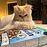 Howl joined the competition — help win amazing prizes! cat, fluffy, cream_color, indoor, kitchen_counter, cereal_box, table, furniture, plant, window, domestic_animal, pet, portrait, relaxed, cute, fur, animal, close_up, cozy, warm_lighting