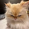 Howl joined the competition — help win amazing prizes! cat, fluffy, cream_color, indoor, countertop, fur, animal, pet, grumpy, close_up, whiskers, ears, face, cute, feline, domestic, portrait, soft, long_hair, mammal