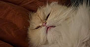 Howl joined the competition — help win amazing prizes! cat, fluffy, cream_colored, relaxed, sleepy, blanket, brown, fur, pet, indoor, cozy, cute, whiskers, paw, nose, close_up, resting, soft, comfort, sock