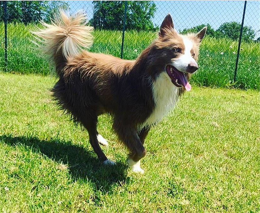 Idaho a rejoint le concours — aidez-le/la à gagner de superbes lots ! australian_collie, border_collie, canidae, carnivore, companion_dog, dog, dog_breed, herding_dog, icelandic_sheepdog, mammal, vertebrate, working_dog