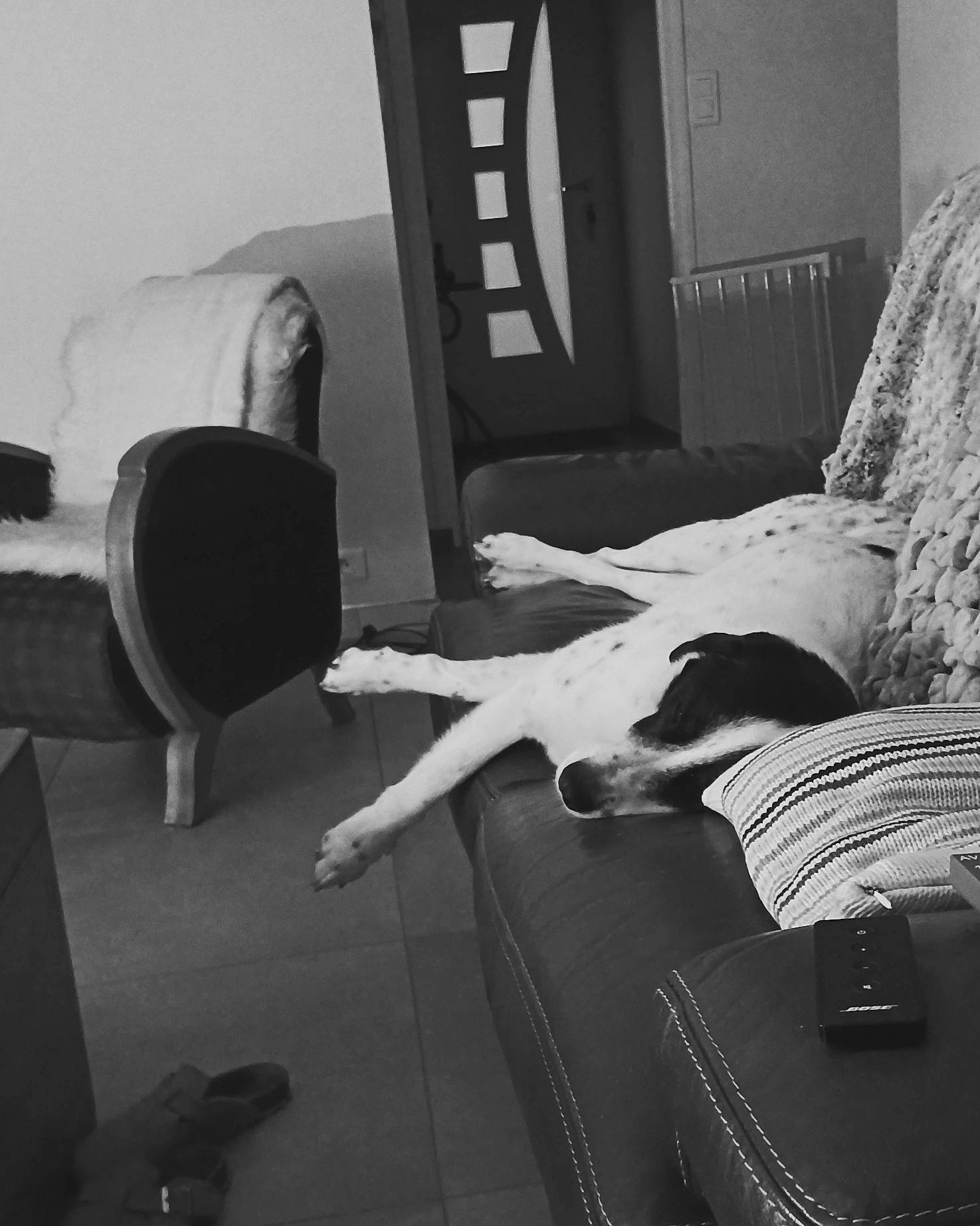 Alya a rejoint le concours — aidez-le/la à gagner de superbes lots ! black, black_and_white, carnivore, chair, comfort, companion_dog, dog, door, felidae, floor, flooring, furniture, grey, hardwood, interior_design, living_room, small_to_medium_sized_cats, style, tints_and_shades, wood