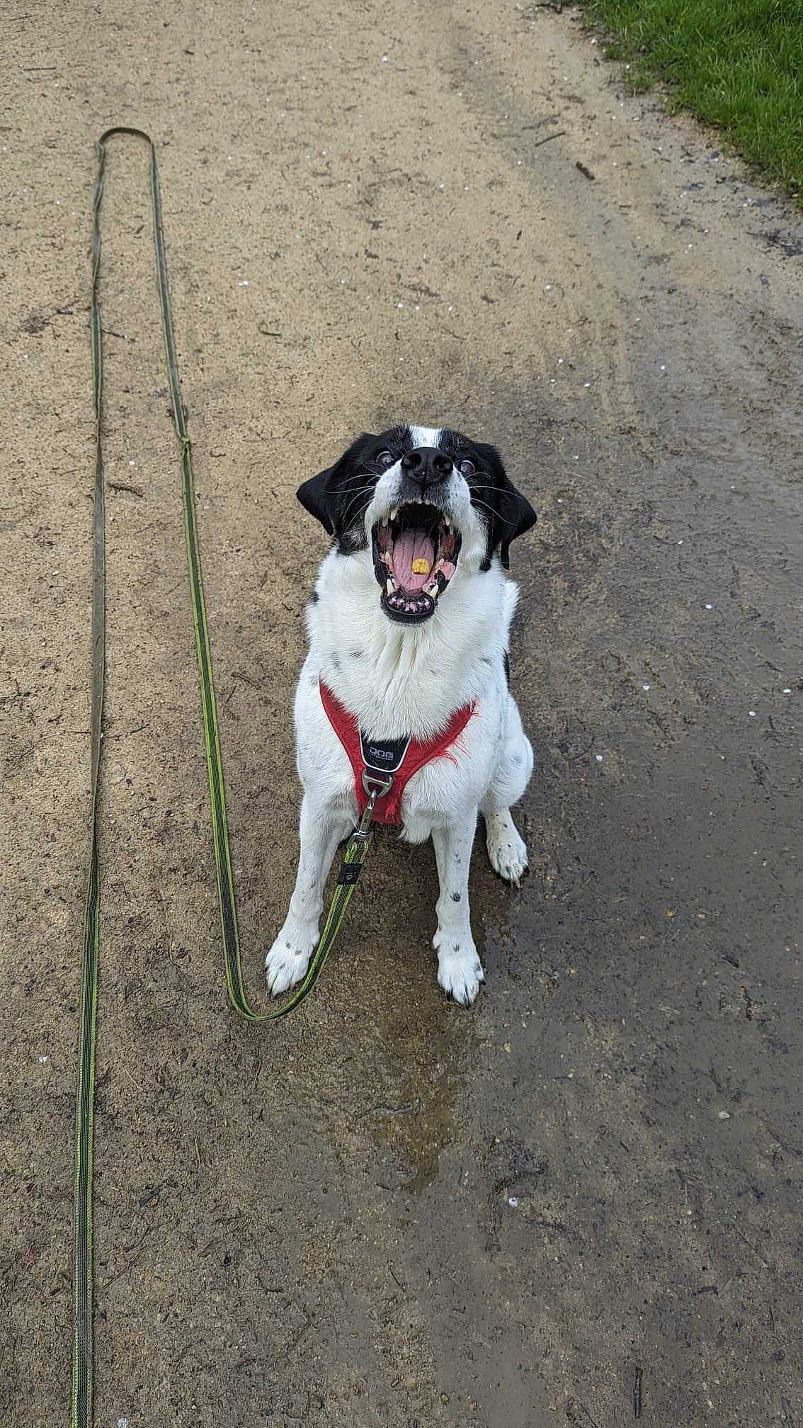 Alya a rejoint le concours — aidez-le/la à gagner de superbes lots ! asphalt, canidae, carmine, carnivore, collar, companion_dog, dog, dog_breed, dog_collar, dog_supply, eyewear, fashion_accessory, leash, pet_supply, road_surface, sidewalk, snout, soil, sporting_group, tail