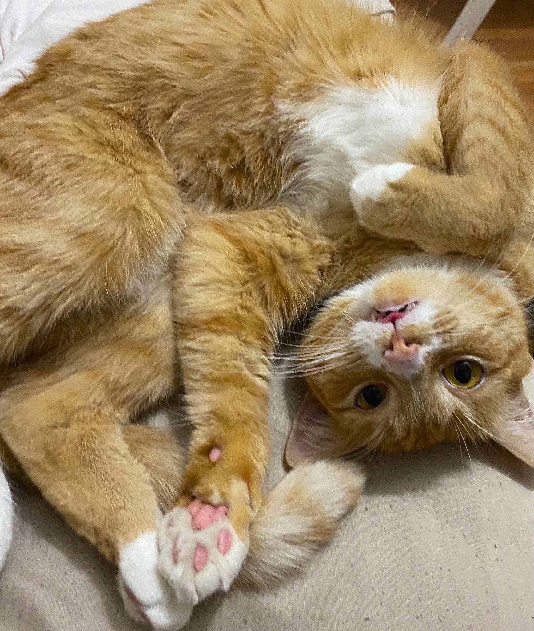 Jackie is registered to the contest to win money with this photo: beige, carnivore, cat, claw, facial_expression, fawn, felidae, fur, kitten, paw, skin, small_to_medium_sized_cats, snout, toe, vertebrate, whiskers