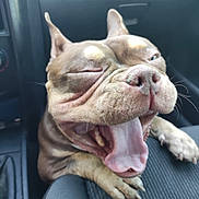 Bulma a rejoint le concours — aidez-le/la à gagner de superbes lots ! dog, bulldog, canine, pet, animal, portrait, close_up, wrinkles, tongue, open_mouth, teeth, sleepy, funny, sitting, car_interior, vehicle, leather_seat, brown_fur, ears, whiskers