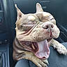 animal, brown_fur, bulldog, canine, car_interior, close_up, dog, ears, funny, leather_seat, open_mouth, pet, portrait, sitting, sleepy, teeth, tongue, vehicle, whiskers, wrinkles
