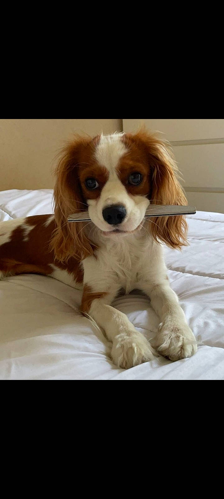 Twister participe au concours pour gagner de l'argent avec cette photo : bored, canidae, carnivore, cavalier_king_charles_spaniel, companion_dog, dog, dog_breed, dog_supply, fawn, fur, hair, head, king_charles_spaniel, liver, snout, spaniel, sporting_group, toy_dog, whiskers, working_animal