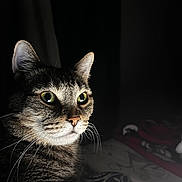 Pippy is registered to the contest to win money with this photo: cat, tabby, animal, pet, feline, whiskers, green_eyes, portrait, closeup, face, fur, ears, indoor, dark_background, lighting, mammal, cute, alert, domestic_animal, focused