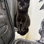 Lady Raven joined the competition — help win amazing prizes! cat, black_cat, pet, sitting, toilet, bathroom, towel, shower_curtain, whiskers, fur, ears, portrait, indoor, toiletry_case, zipper, container, seat, kitten, black_fur, curtain