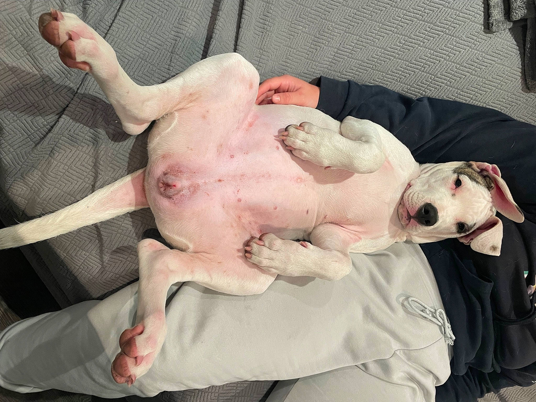 Ulcky participe au concours pour gagner de l'argent avec cette photo : canidae, comfort, companion_dog, cooking, dog_breed, duck_meat, elbow, fawn, flesh, food, fur, hand, livestock, meat, non_sporting_group, pink, quail_meat, snout, sporting_group, turkey_meat