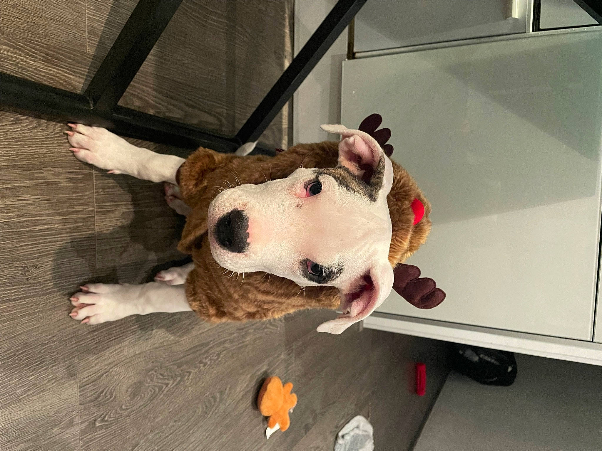 Ulcky a rejoint le concours — aidez-le/la à gagner de superbes lots ! canidae, carmine, carnivore, collar, companion_dog, costume, dog, dog_breed, fawn, fur, head, plush, snout, sporting_group, stuffed_toy, toy, wheel, whiskers, wood, working_animal