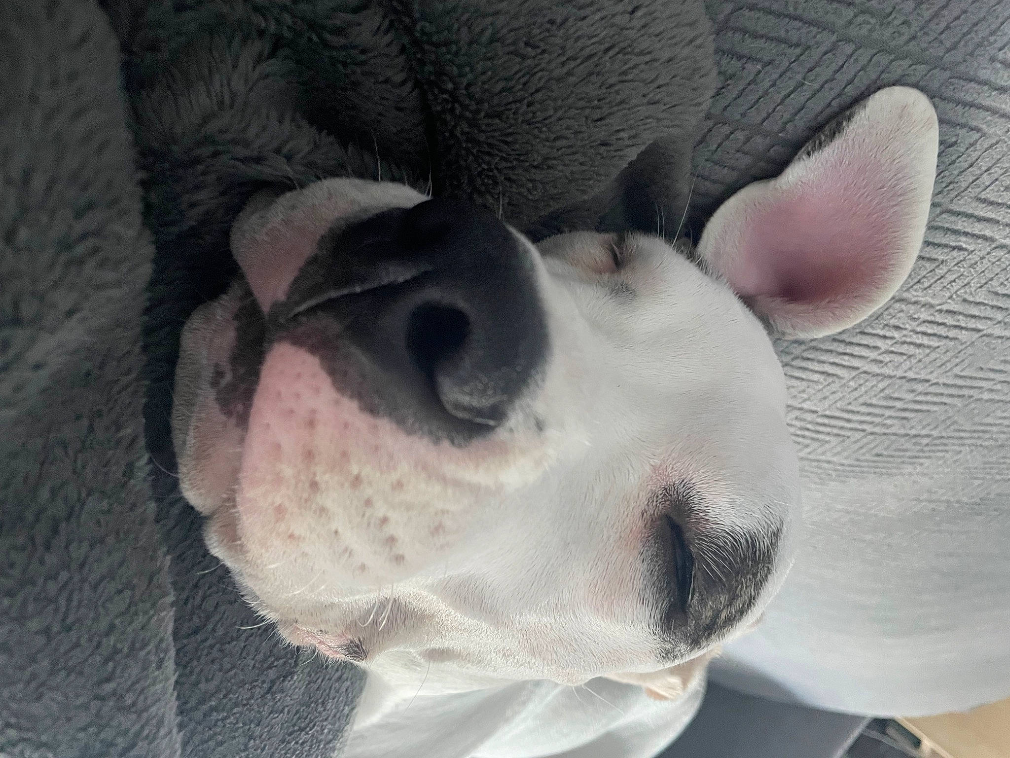 Ulcky participe au concours pour gagner de l'argent avec cette photo : canidae, carnivore, close_up, comfort, companion_dog, dog, dog_breed, ear, fawn, fur, grey, human_body, nose, plush, snout, sporting_group, stuffed_toy, textile, whiskers, working_animal