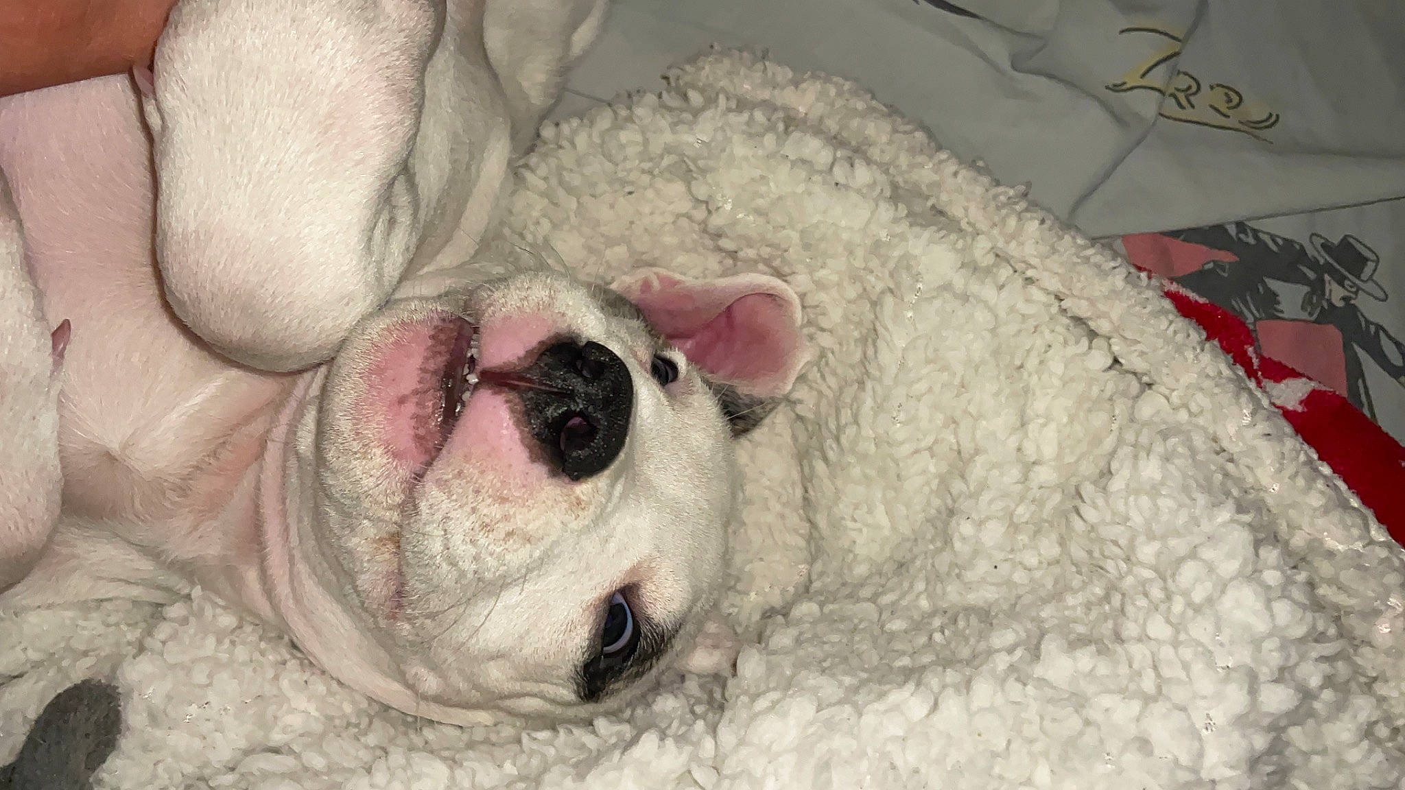 Ulcky a rejoint le concours — aidez-le/la à gagner de superbes lots ! carnivore, comfort, companion_dog, dog, dog_breed, ear, eye, fawn, fur, head, linens, nose, paw, snout, sporting_group, sunglasses, terrestrial_animal, vertebrate, whiskers, working_animal