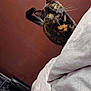 Lúne participe au concours pour gagner de l'argent avec cette photo : animal, bed, bedding, blanket, cat, closeup, cozy, curious, domestic, feline, fur, indoor, looking, pet, room, tail, tortoiseshell, wall, whiskers, yellow_eyes