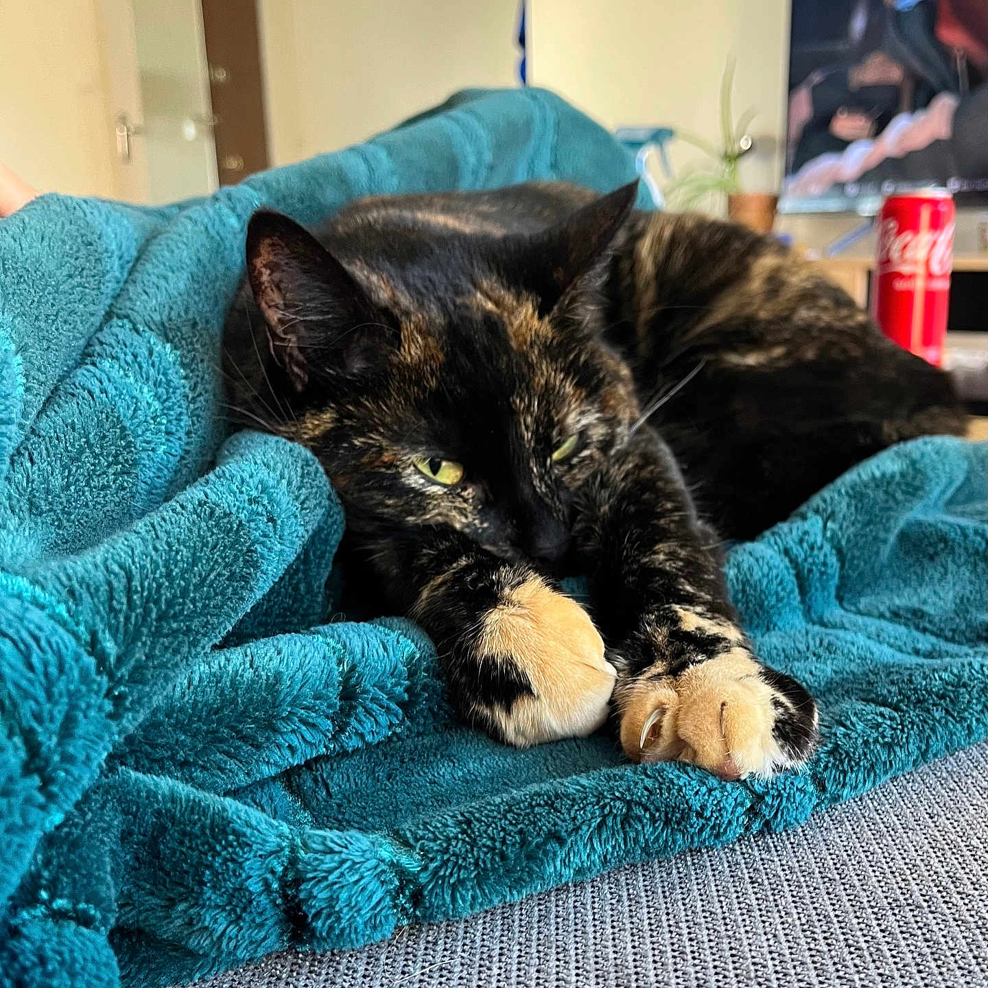 Lúne participe au concours pour gagner de l'argent avec cette photo : animal, beverage, blanket, can, cat, cozy, door, fur, furniture, indoor, living_room, paws, pet, plant, relaxed, sofa, stretching, teal, tortoiseshell_cat, yellow_eyes