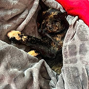Lúne a rejoint le concours — aidez-le/la à gagner de superbes lots ! animal, blanket, cat, closeup, comfort, cozy, cushion, feline, fur, home, indoor, nap, pet, red_pillow, relaxation, resting, sleeping, soft, tortoiseshell, warm