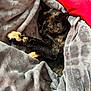 animal, blanket, cat, closeup, comfort, cozy, cushion, feline, fur, home, indoor, nap, pet, red_pillow, relaxation, resting, sleeping, soft, tortoiseshell, warm