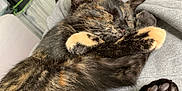 Lúne a rejoint le concours — aidez-le/la à gagner de superbes lots ! adorable, animal, cat, closeup, companion, cozy, cute, domestic_animal, feline, fur, hand, indoor, lap, paws, person, pet, relaxation, resting, sleeping, tortoiseshell