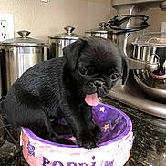 Poppi is registered to the contest to win money with this photo: puppy, black_dog, tongue_out, pet_bowl, kitchen_counter, stainless_steel, canisters, stand_mixer, small_dog, cute, indoor, household, pet, animal, tongue, sitting, closeup, domestic, young_dog, playful